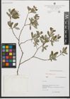 Foto von Salix purpurea L.